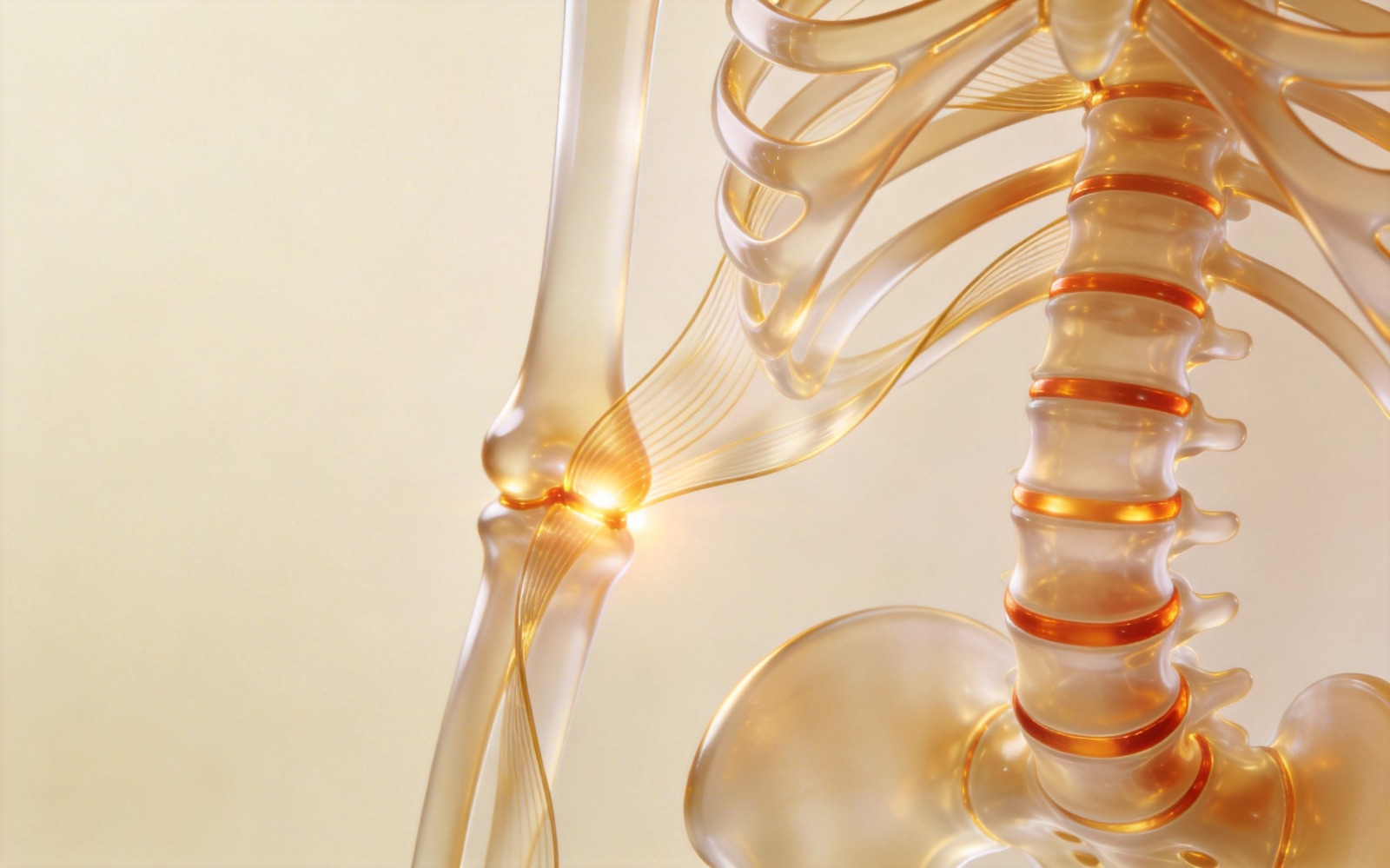 Musculoskeletal System